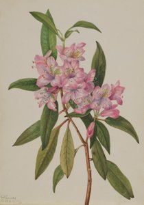 Rhododendron de Rose-Bay (Rhododendron carolinianum) - Mary Vaux Walcott
