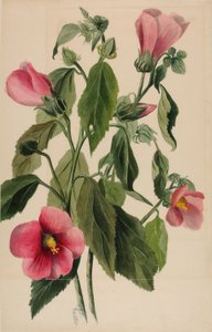 Gentiane rose (Sabbatia angularis) - Mary Vaux Walcott