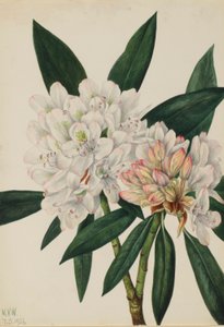 Rhododendron Rosebay (Rhododendron maximum) - Mary Vaux Walcott