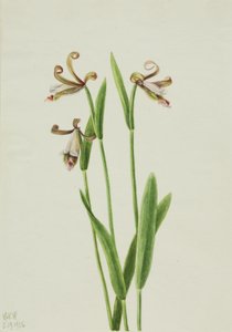 Pogonia divaricata (Pogonia divaricata) - Mary Vaux Walcott