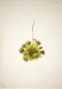 Droséra à feuilles rondes (Drosera rotundifolia) - Mary Vaux Walcott