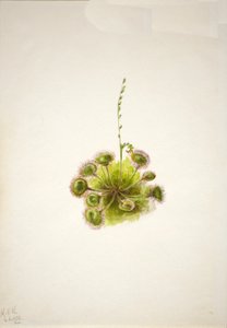 Droséra à feuilles rondes - Mary Vaux Walcott