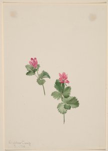 Rubus articus - Mary Vaux Walcott