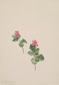 Rubus articus, 1881 - Mary Vaux Walcott