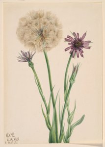 Salsifis (Tragopogon porrifolius) - Mary Vaux Walcott