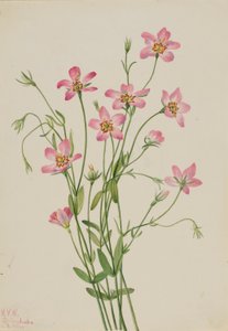 Sabbatia stellaire (Sabbatia stellaris) - Mary Vaux Walcott