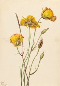 San Diego Mariposa Calochortus weedii - Mary Vaux Walcott