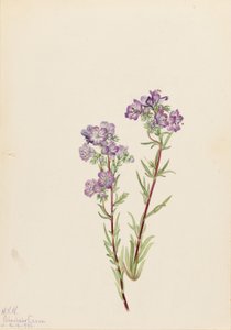 Phacélie des sables (Phacelia linearis) - Mary Vaux Walcott