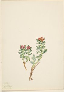 Sanifoiga adscendeus, 1920