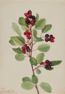 Amélanchier (Amelanchier alnifolia)