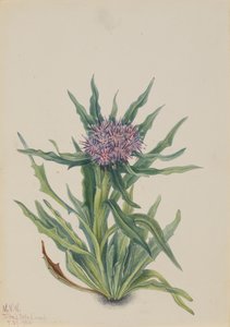 Saussurea Saussurea densa - Mary Vaux Walcott