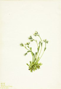 Saxifrage (Saxifraga caespitosa) - Mary Vaux Walcott