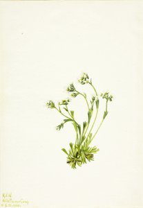 Saxifrage Saxifraga caespitosa - Mary Vaux Walcott