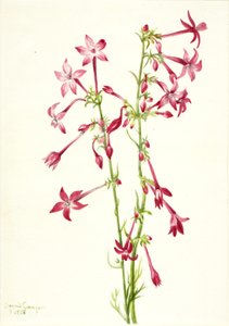 Gilia écarlate Gilia aggregata, 1935 - Mary Vaux Walcott