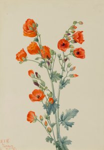 Globe écarlate Sphaeralcea grossulariaefolia, 1927