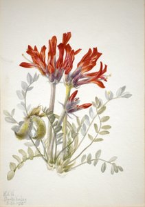 Astragale écarlate, 1935 - Mary Vaux Walcott