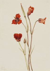 Mariposa écarlate (Calochortus kennedyi)