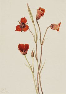Mariposa écarlate, 1926