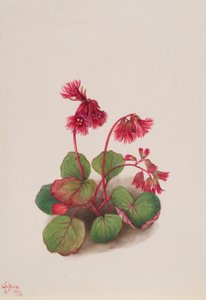 Schizocodon soldanelloides - Mary Vaux Walcott