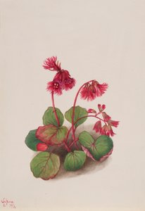 Schizocodon soldanelloides, 1936 - Mary Vaux Walcott