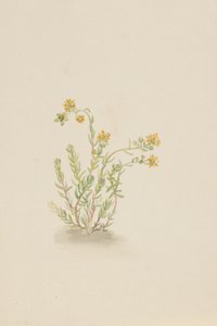 Sedum stenopetalum, vers 1917-1918 - Mary Vaux Walcott