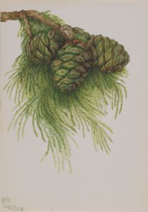 Séquoia (Sequoia gigantea) - Mary Vaux Walcott
