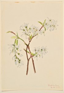 Amélanchier (Amelianchier oblongifolia) - Mary Vaux Walcott