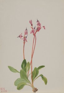 Étoile filante (Dodecatheon hendersonii) - Mary Vaux Walcott