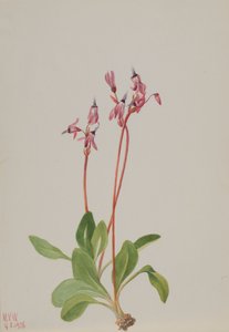 Dodecatheon hendersonii, 1936 - Mary Vaux Walcott