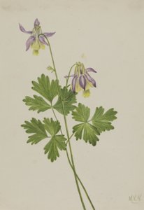 Ancolie à éperon court Aquilegia brevistyla