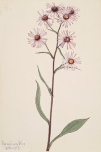Aster voyant Aster conspicuus