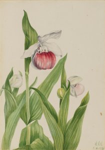 Sabot de la Reine Cypripedium reginae, 1924 - Mary Vaux Walcott