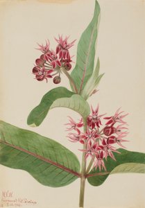 Asclépiade spécieuse Asclepias speciosa, 1923 - Mary Vaux Walcott