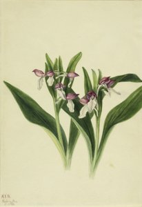 Orchis spectabulaire (Orchis spectabilis)