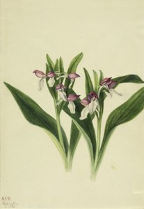 Orchis spectabilis, 1926