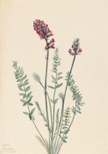 Oxytrope voyante Oxytropis splendens, 1922