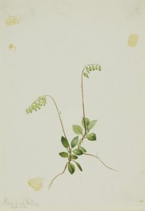 Pyrola (Pyrola secunda) - Mary Vaux Walcott