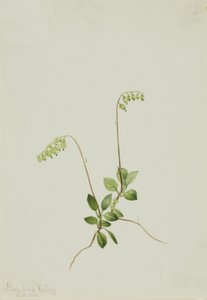 Sidebells Pyrola Pyrola secunda - Mary Vaux Walcott