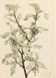 Myrtille (Elaeagnus commutata)