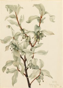 Élaéagnus argenté Elaeagnus commutata, 1922