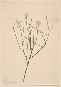 Fleur squelette (Lygodesmia juncea) - Mary Vaux Walcott