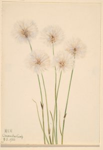 Slender Cotton-Grass (Eriophorum chamissonis)