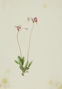 Dodécatheon pauciflorum (Dodecatheon pauciflorum) - Mary Vaux Walcott