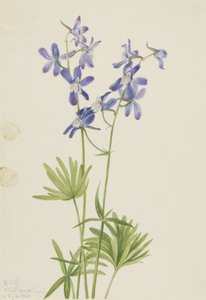 Slim Larkspur (Delphinium depauperatum) - Mary Vaux Walcott