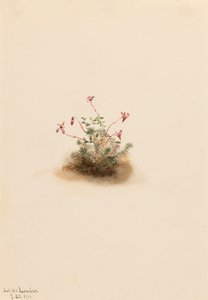 Petite Canneberge