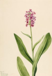 Petite orchidée frangée violette - Mary Vaux Walcott