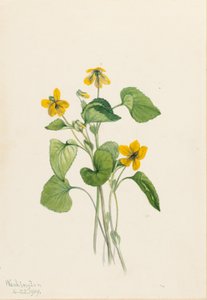 Violette jaune lisse (Viola eriocarpa) - Mary Vaux Walcott