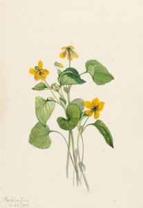 Violette jaune lisse Viola eriocarpa, 1919 - Mary Vaux Walcott