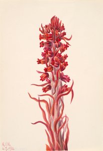 Plante des neiges Sarcodes sanguinea - Mary Vaux Walcott