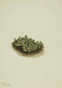 Saule des neiges (Salix nivalis) - Mary Vaux Walcott